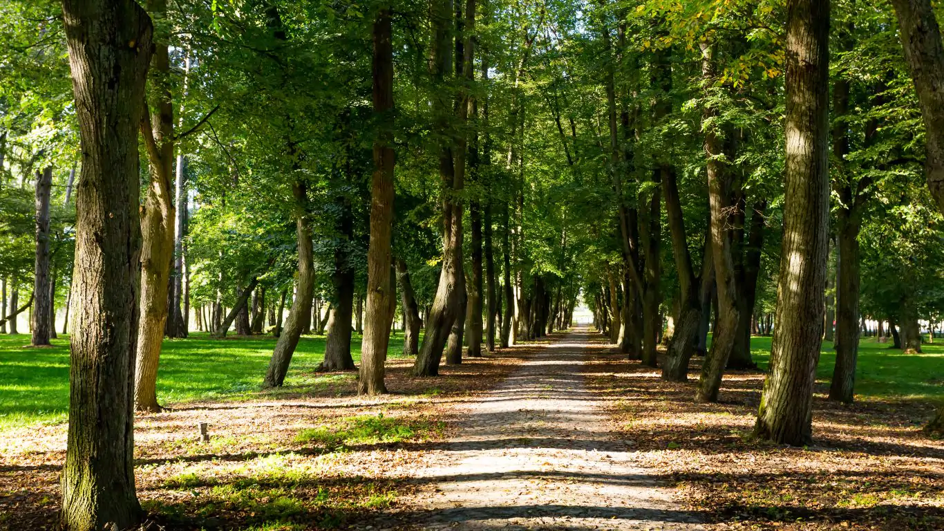 Sparrow Hills | Poland