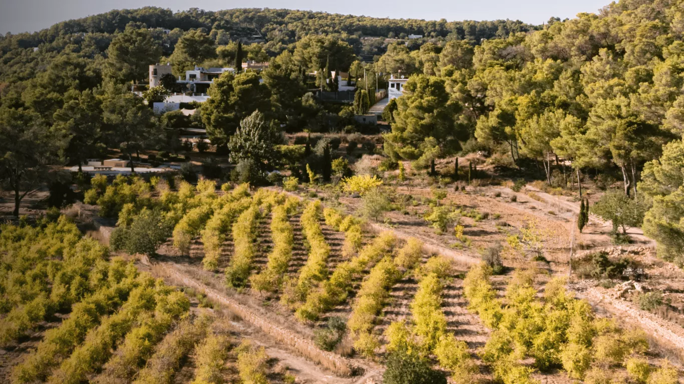 Can Girasol | Ibiza
