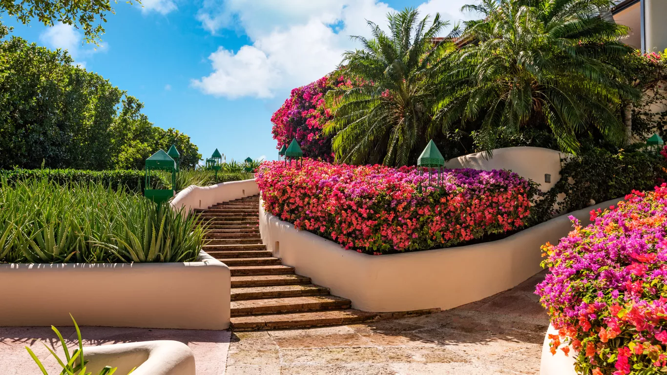 Bajacu | Turks and Caicos