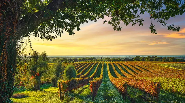 Wine Country Collection