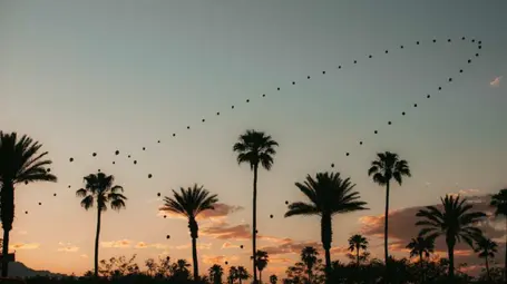 Coachella Experience Guide