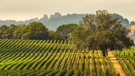 Napa & Sonoma Guide